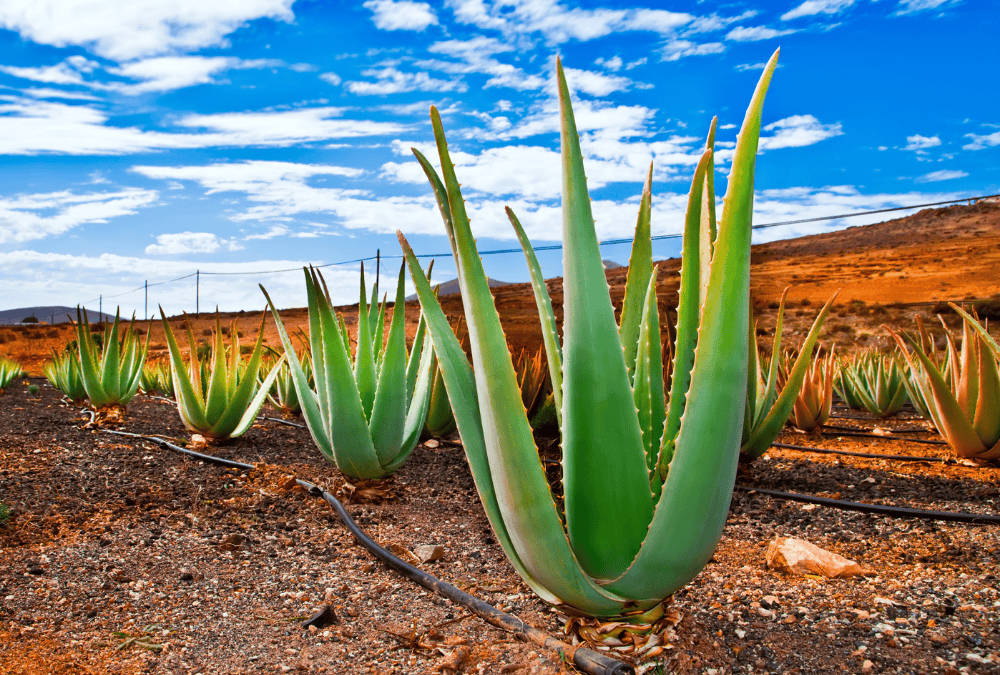 Aloe is Plaine Products' Main Ingredient