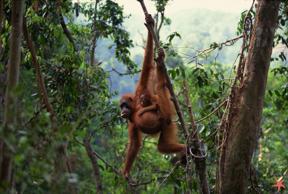 Palm Oil Free Blog Banner